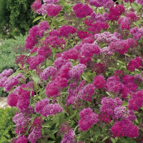 Rote Sommerspiere 'Anthony Waterer'