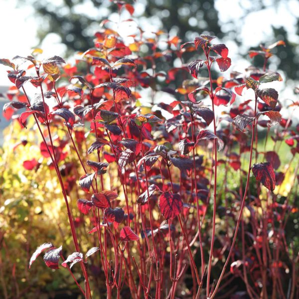 Rotholziger Hartriegel 'Sibirica'
