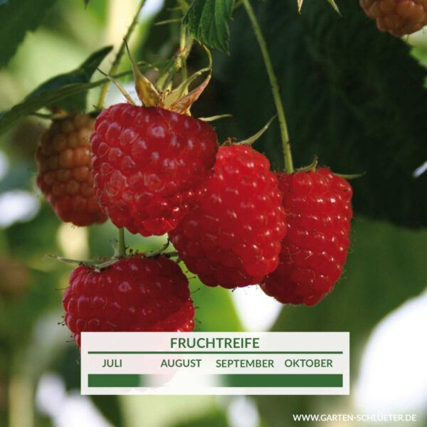 Säulen-Himbeere 'Twotimer® Sugana®'