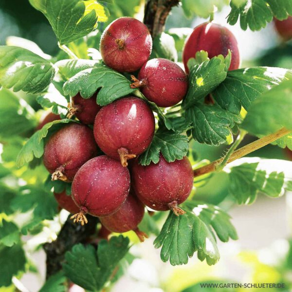Stachelbeere 'Spinefree'