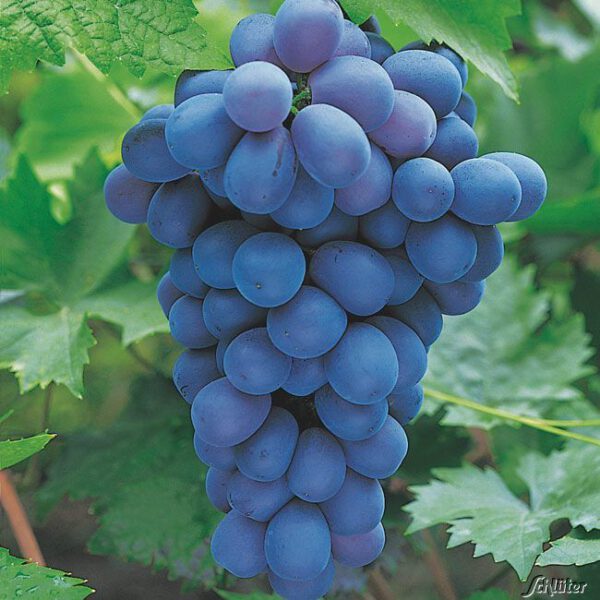 Weintraube 'Muscat bleu'