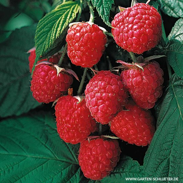 Himbeere 'Autumn Bliss®'