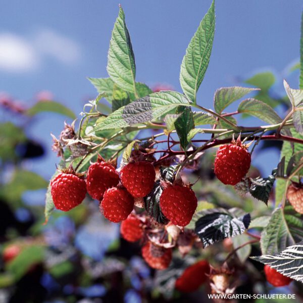 Sommerhimbeere 'Willamette'