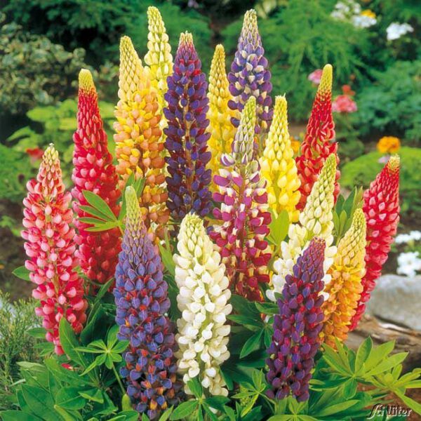 Gartenlupinen Mischung - 3 Stück