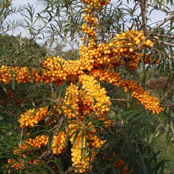 Sanddorn 'Orange Energy' ®