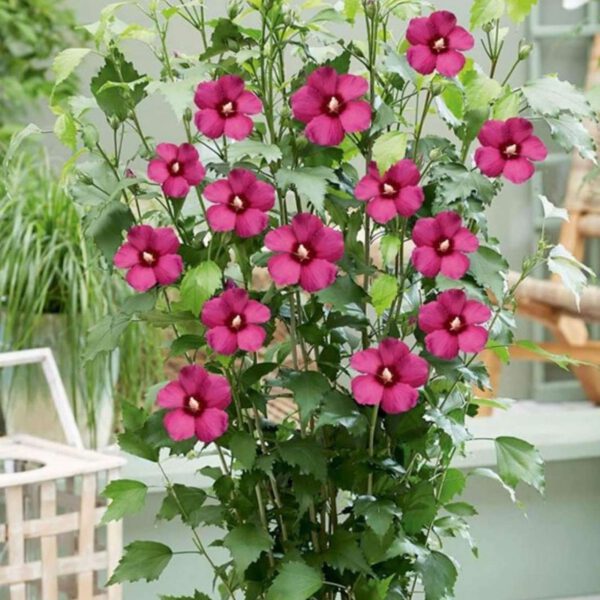 Säulen-Garteneibisch 'Flower Tower Ruby®'