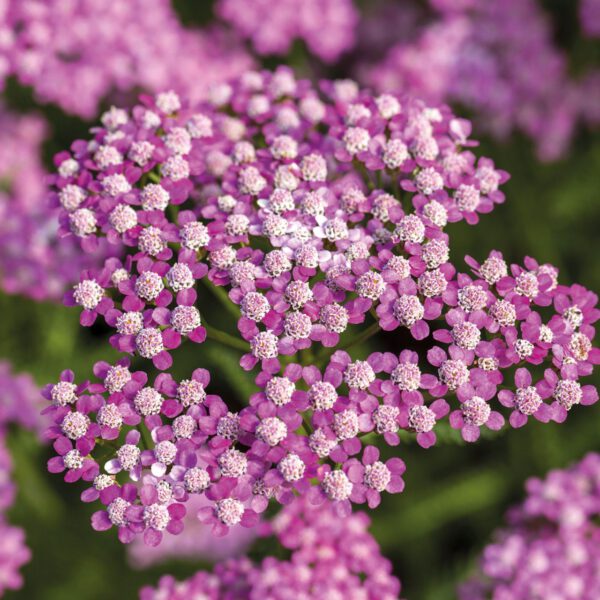 Schafgarbe 'Lilac Beauty'