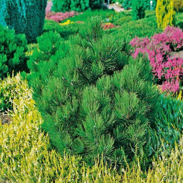 Schlangenhautkiefer 'Compact Gem'