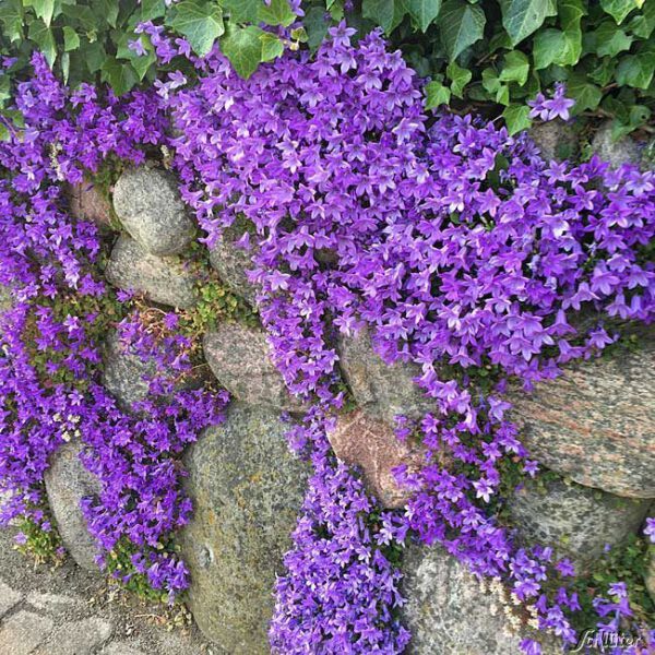 Sternglockenblume - Dalmatiner Glockenblume - 3 Stück