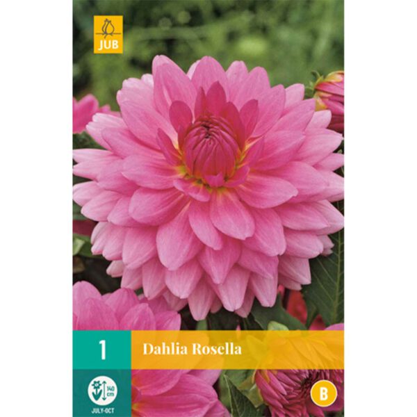 Schmuckdahlie 'Rosella' - 1 Stück