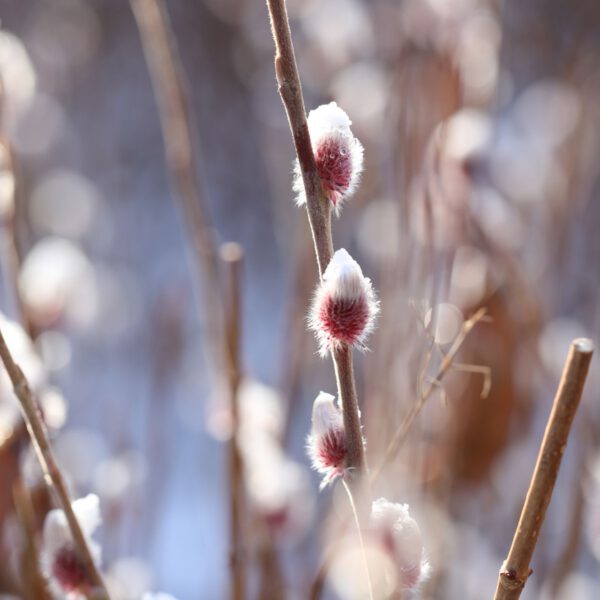Stämmchen Rosa Kätzchenweide 'Mount Aso' 'Rotkätzchen'