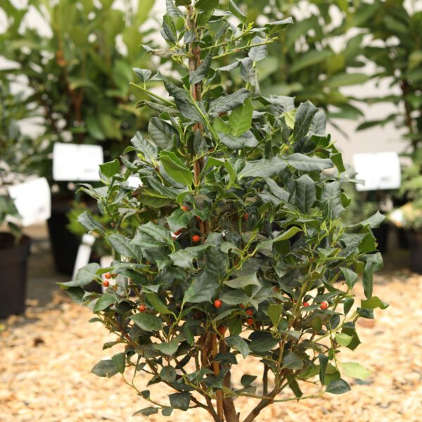 Stechpalme 'Nellie R. Stevens'