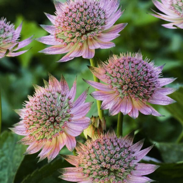 Sterndolde 'Florence'