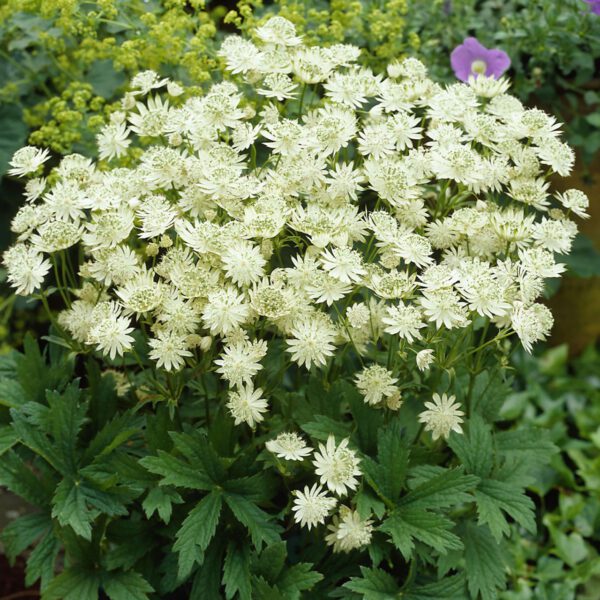 Sterndolde 'Snow Star'