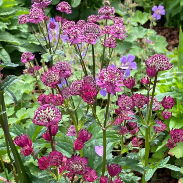 Sterndolde 'Star of Beauty'