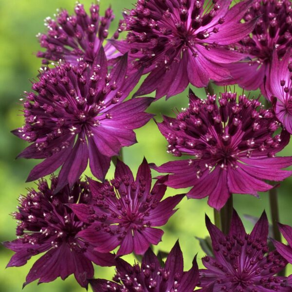 Sterndolde 'Venice'®