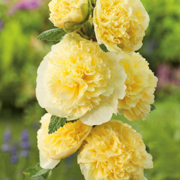 Stockrose 'Gelb' - 3 Stück