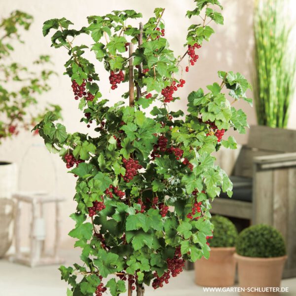 Rote Johannisbeere 'Rovada®'