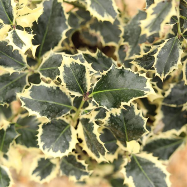 Weißbunte Stechpalme 'Argentea Marginata'