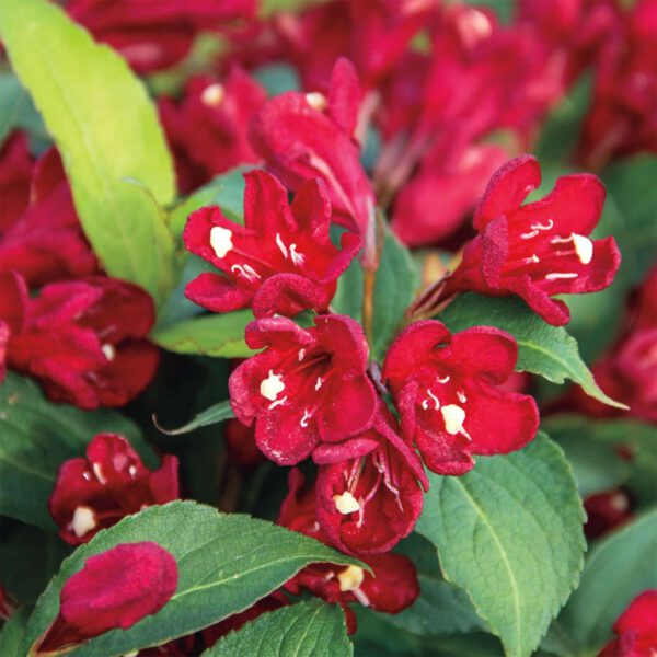 Weigelie 'Cherry Love'®