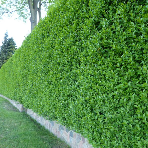 Wintergrüner Liguster 'Atrovirens'