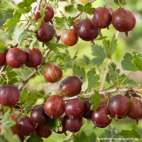 Stachelbeere 'Larell'