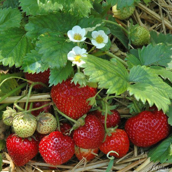 Erdbeere 'HUMMI®-Meraldo' -
