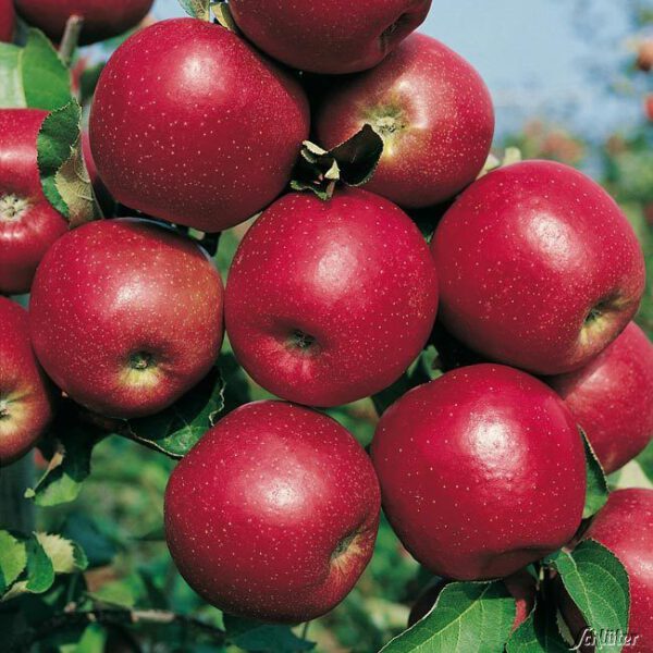 Zwerg-Apfel 'Roter Jonagold'