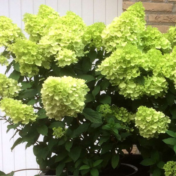 Zwerg-Rispenhortensie 'Mojito®'