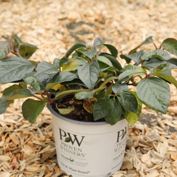Zwerg-Schneeball 'Shiny Dancer'®